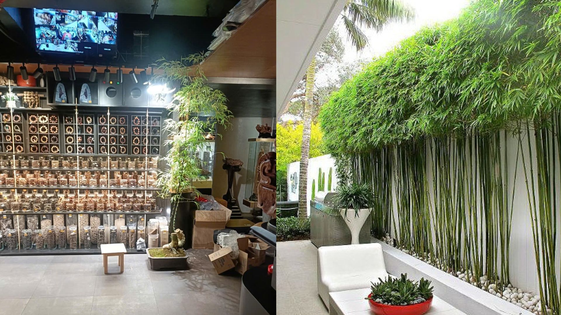 Trồng Tre Trúc Trong Nhà Bằng Đèn Quang Hợp